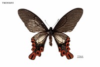 藏品(臺灣寬尾鳳蝶)的圖片